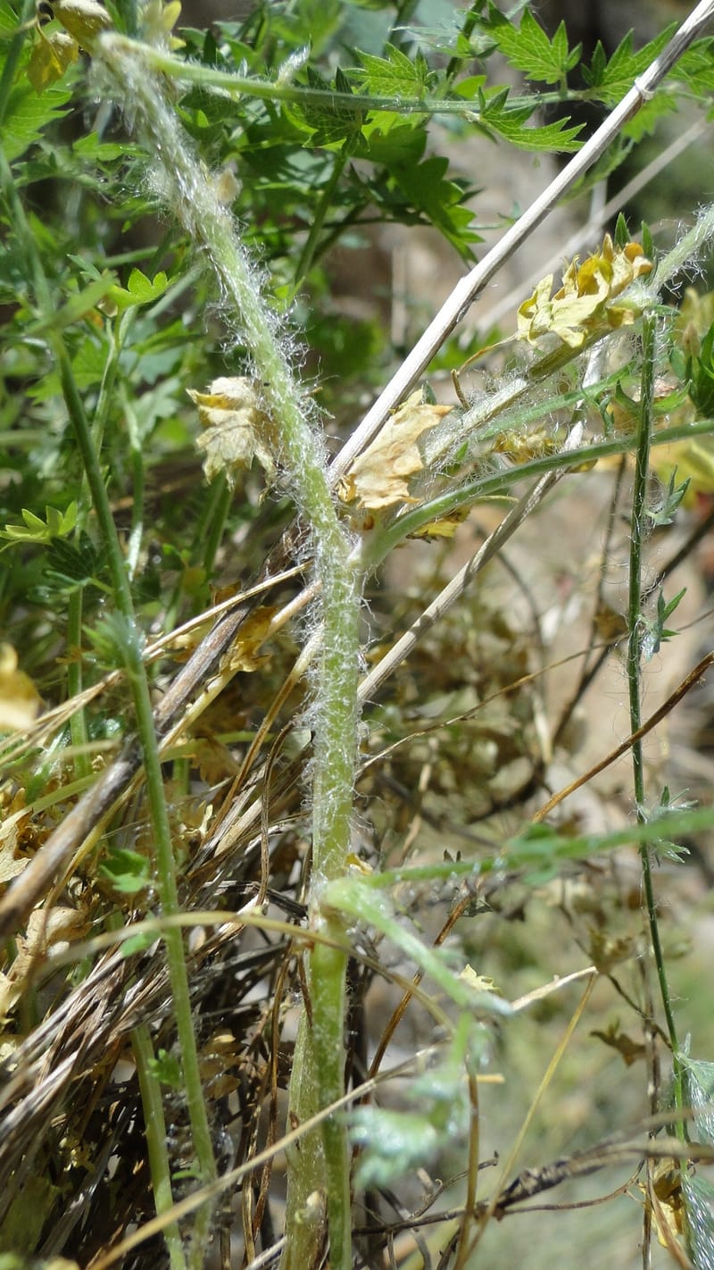 Sanguisorba minor, A. G. Miller 128.11--Iraq. Kurdistan. Shakh-i Pira Magun. 10 June 2010. 209 (9).jpg