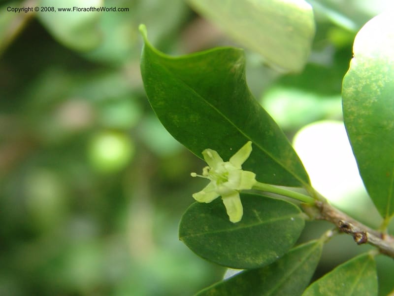 Erythroxylum delagoense--So. Africa. Lowveld Nat. Bot. Gard. 2. 14 Mch 05. 004.jpg