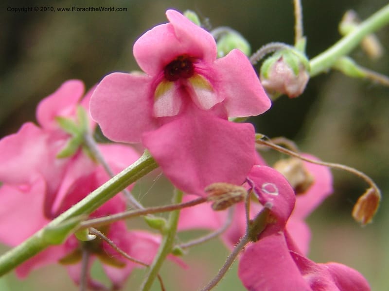 Diascia integerrima--CA. McConnell Arboretum, Redding. 4 Jun 07. 192.jpg