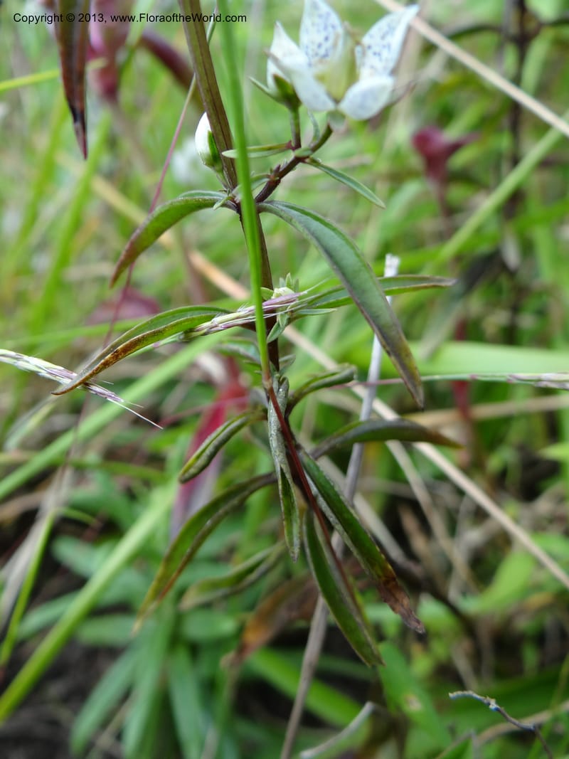 Swertia angustifolia, VC 5497--Thailand. Chiang Mai Prov. Doi Inthanon Nat. Park. 8 Nov 2012. DSC07747 (230).JPG