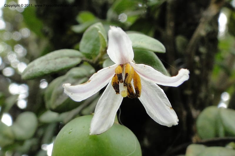 Solanum, Ulloa 1967--Ecuador. Pichincha. Old rd to Papallacta. 31 May 2011. 091 (6).jpg