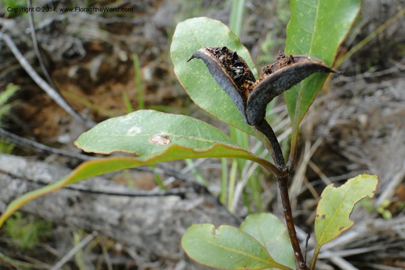 Pittosporum veillonii, J. Munzinger 6583--New Caledonia. Mine St. Louis Boulinda. 18 Feb 2011. 142 (6).jpg