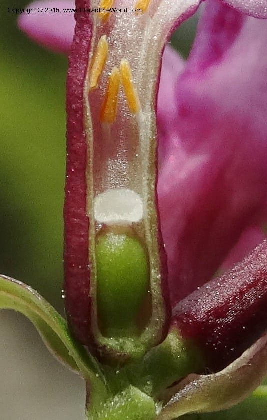 Daphne, Boufford, D 43616--China. Sichuan. ShaShiDuo. 8 May 2014. DSC04232 (46).JPG
