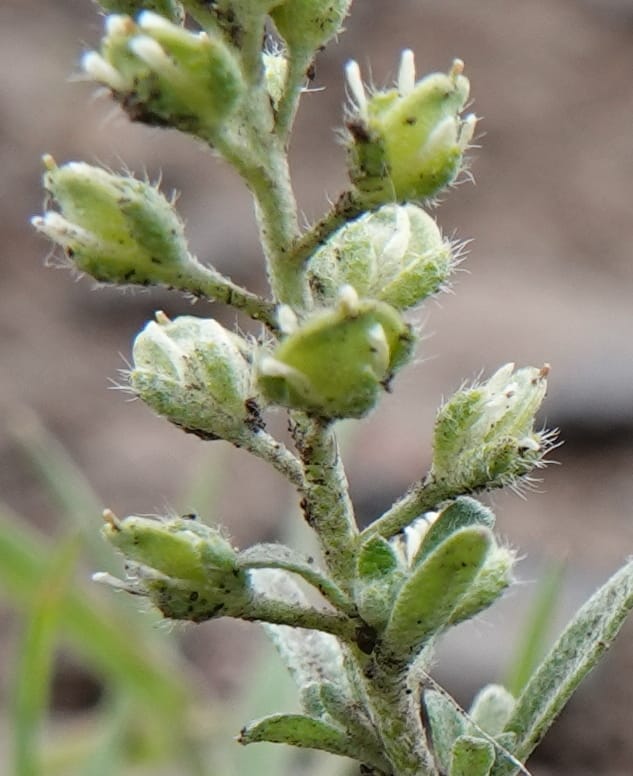 Alyssum alyssoides, C. Davidson 13754--Oregon. Wallowa Co. Zumwalt.Trail Cr. Rd. 4 Jun 2018. DSC04078 (164).JPG