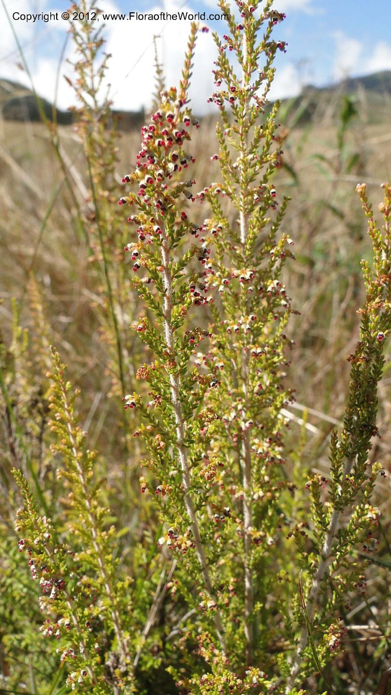 Erica aristata, N. Manjato 178--Madagascar. E of Ambositra toward Antoetra. 2 May 2010 182 (1).jpg