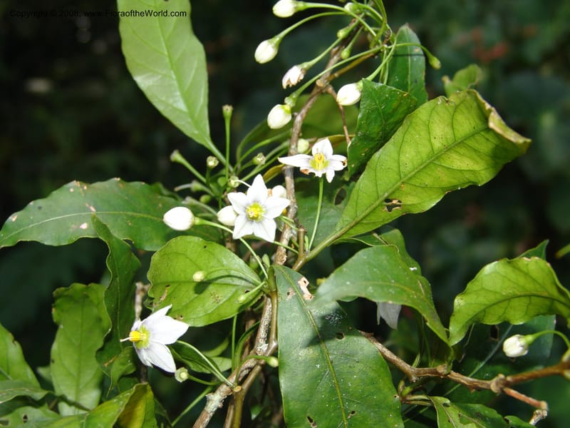 Capsicum, N.Martinez583--MX. Chiapas.  Sendero a Res. Biosph. El Triunfo . 12 Nov 04. 012.jpg