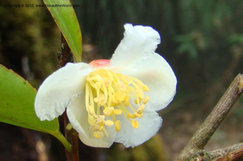 Camellia, Regalado 1650--Viet Nam. Lao Cai Prov. Sa Pa Distr. Hoang Lien Son. 6 Apr 09. 314.jpg