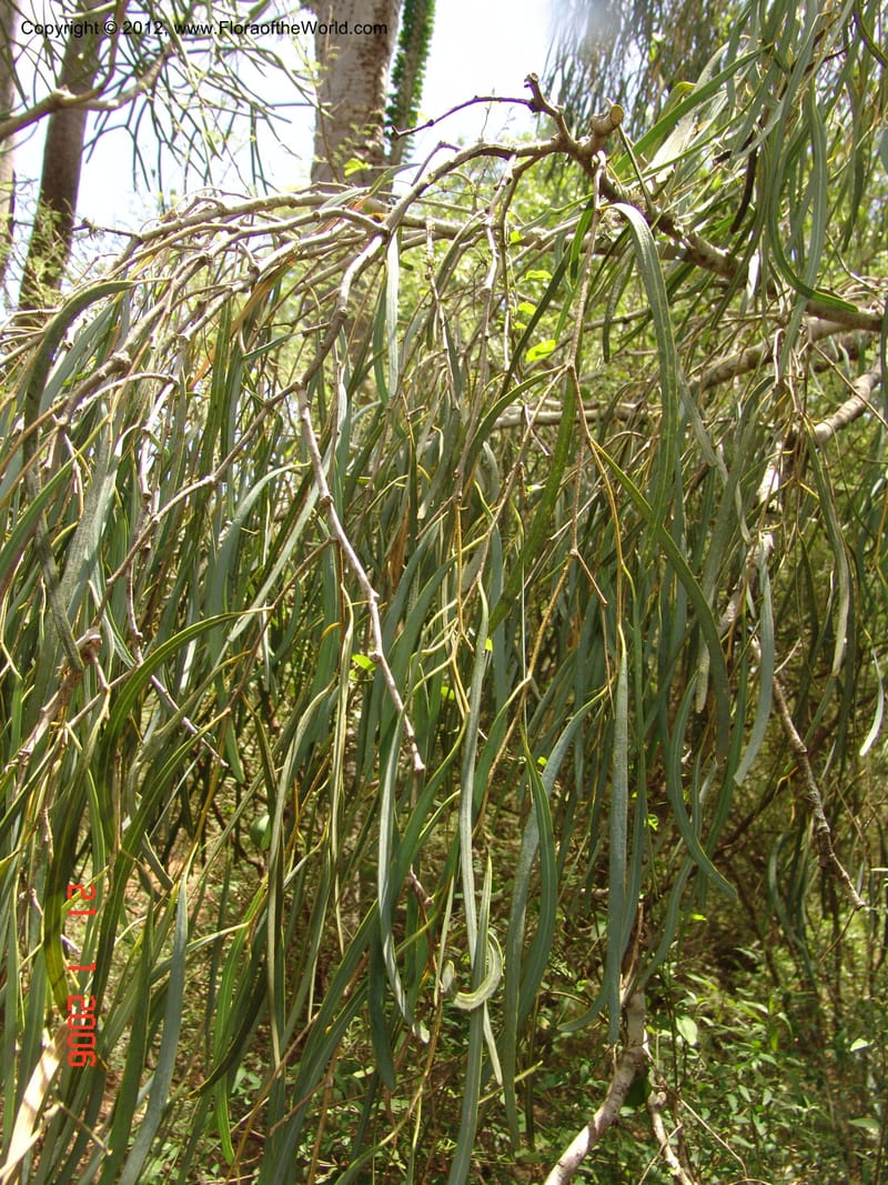 Boscia longifolia, Rogers, Z 927-Madagascar, Berenty, 21 Jan 2006 210 (2).jpg