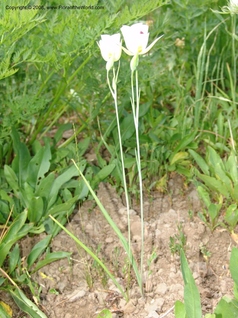 Calochortus eurycarpus, CDavidson11122--ID. Adams Co. For. Serv. Rd. 453, to Goose Lk. 20 Jul 07. 284.jpg