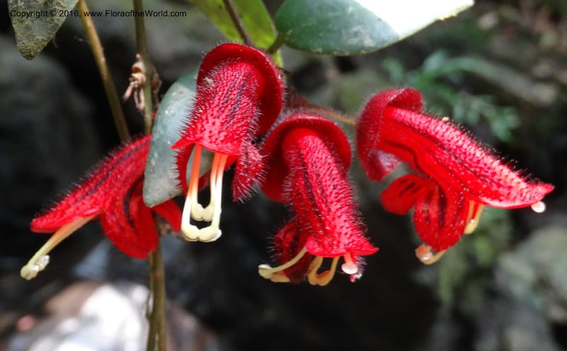 Aeschynanthus, Davidson, C 12673--Sabah. Danum Valley. 4 Oct 2014. DSC01741 (186).JPG