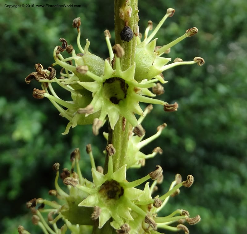 Octomeles sumatrana, Davidson, C 12682--Sabah. Danum Valley. 4 Oct 2014. DSC01741 (355).JPG