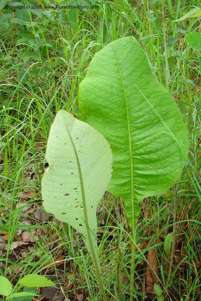 Elephantopus scaber ssp. plurisetus, RGereau6993--Tanz. Mbeya, Pungaluma Hills. 23 Jan 08. 133.jpg