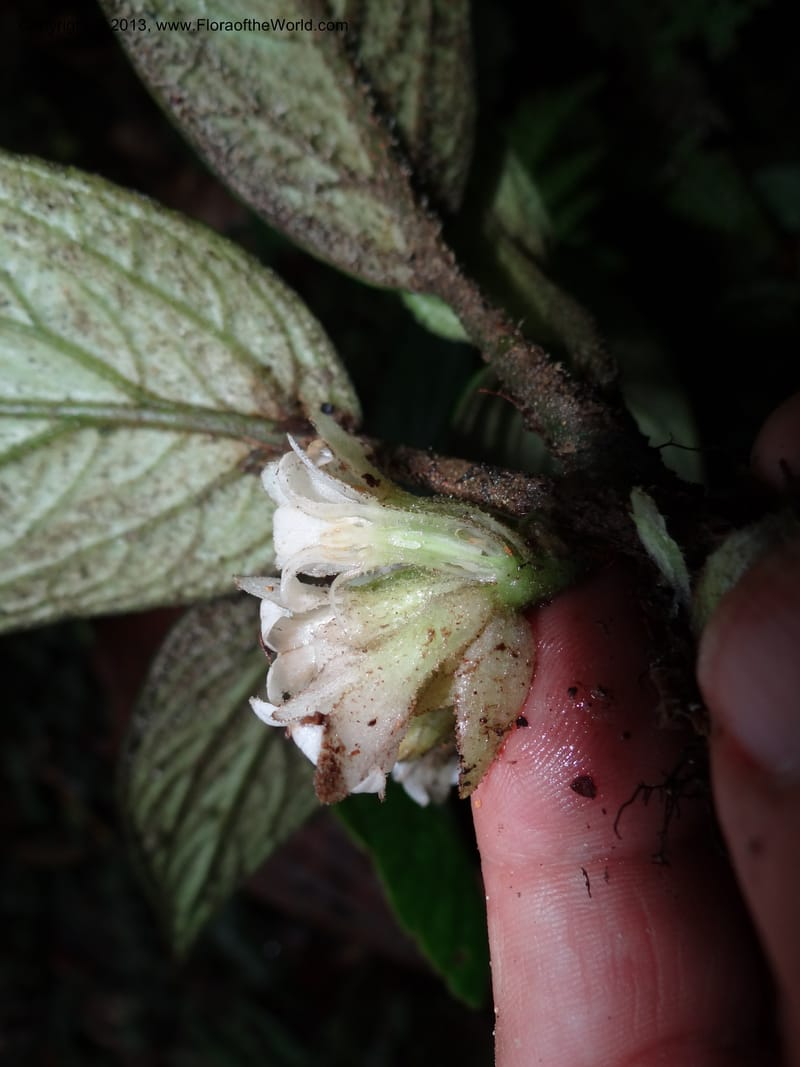 Pentaphragma, SAN.153210--Malaysia, Sabah. Mt. Kinabalu. 5 Apr 2012. DSC06767 (211).JPG