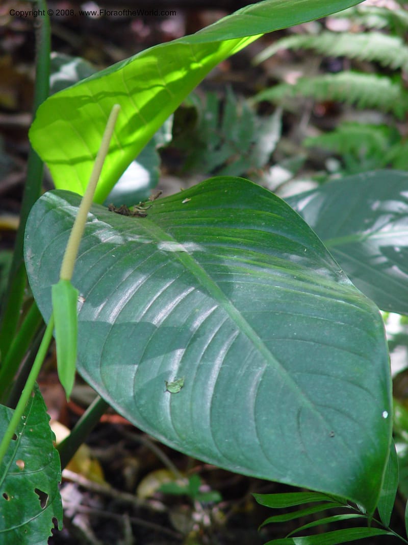 Anthurium acutifolium--Costa Rica. San Jose, INBio Parque, San Jose. 22 Feb 02. 001.jpg