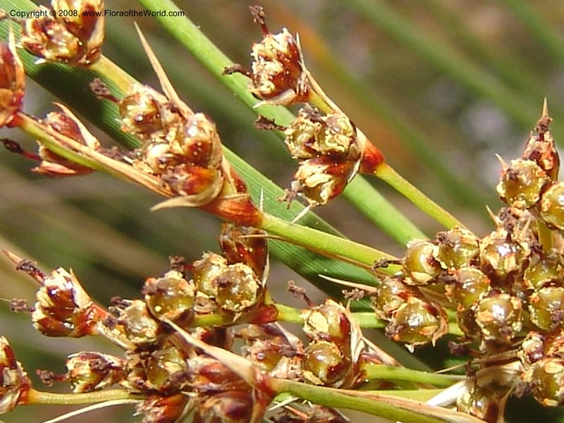 Juncus acutus, 93.0002--CA. UC Berkeley Bot. Garden. 31 May 07. 520.jpg