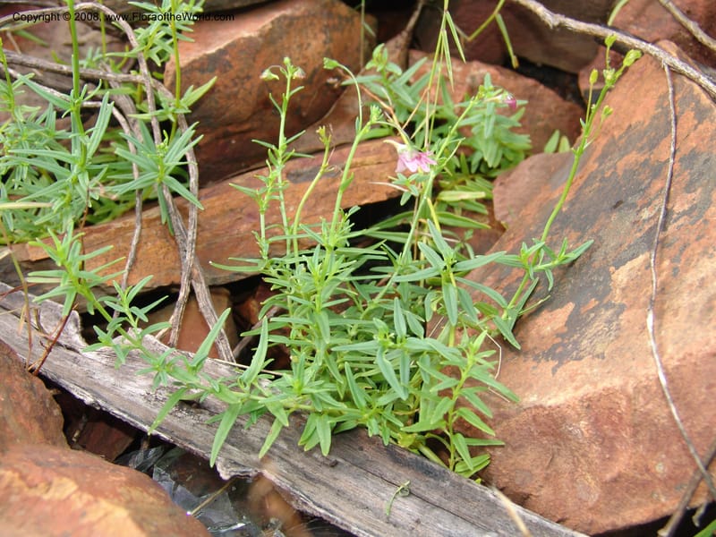 Nemesia fruticans--So.Africa. Mpmal. R37 to Lydenburg.16 Mch 05. 047.jpg