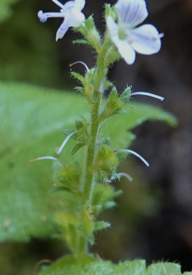 Veronica officinalis, C. Davidson 13799--ID. Latah Co. FSR 447. 7 Jul 2018. DSC05707 (127).JPG