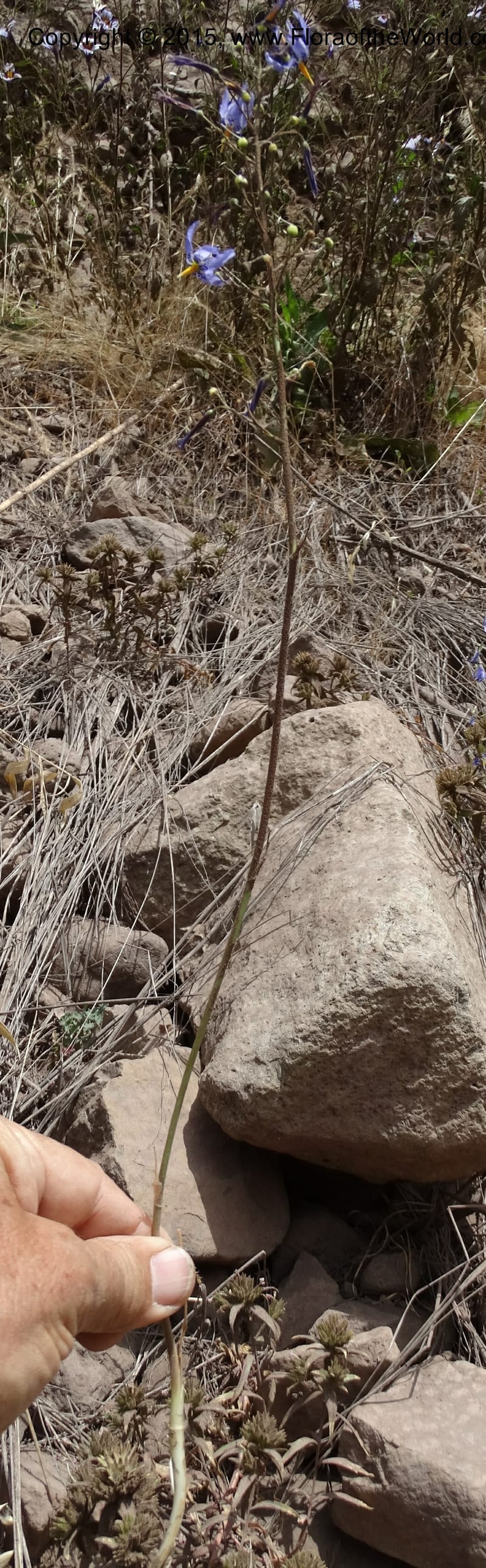 Conanthera bifolia, Davidson, C 12823--Chile. Ruta J-55 east of Talca. 27 Nov 2014. DSC08656 (30).JPG