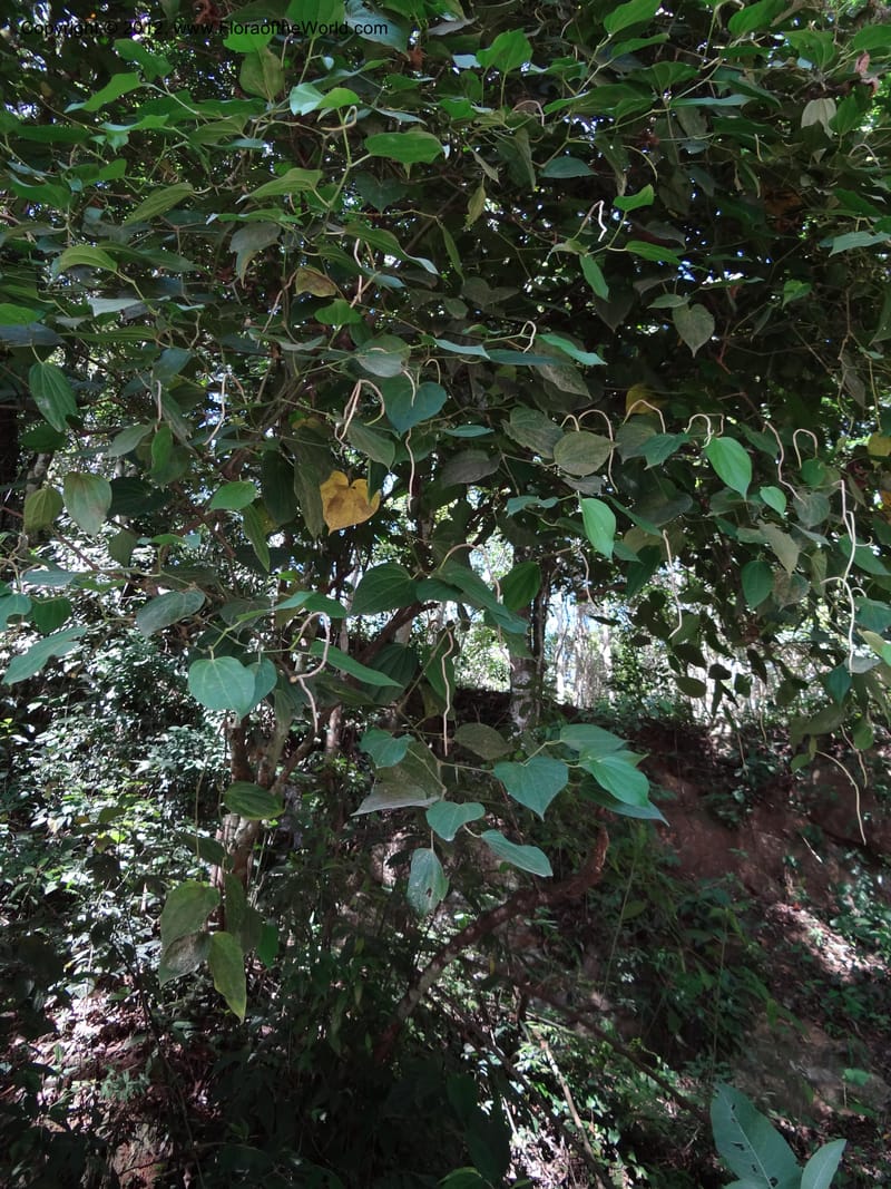 Piper, Martinez-Melendez, M 428--Mexico. Chiapas. Ocosingo. 17 Feb 2012. DSC02636 (21).JPG