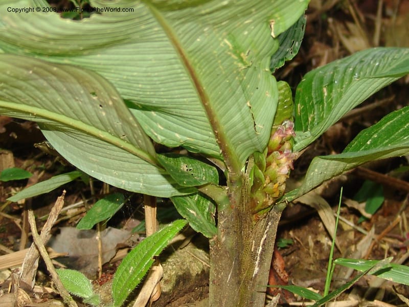 Calathea, RVasquez33009--Peru. Pillcopata. Qbda Pini Pini. 29 Oct 07. 901.jpg