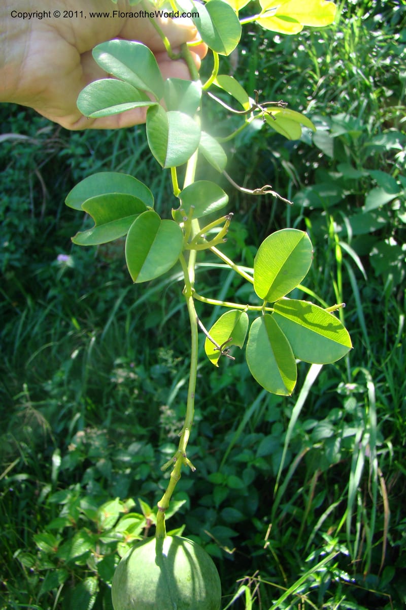 Deidamia, Rogers 1213--Madagascar. Prov. Fianarantsoa. Ifanadiana. 12 Jan 09. 093.jpg