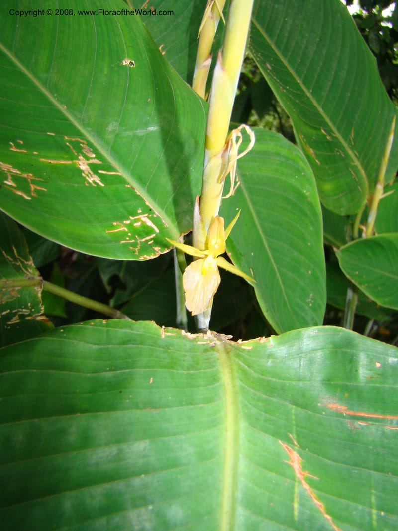 Ischnosiphon inflatus, RAguilar11183--Costa Rica. Puntar. Osa. Los Mogos. 17 Apr 08. 312.jpg