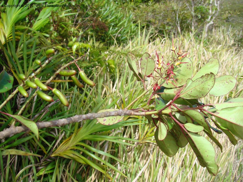 Geissois montana,  Munzinger, J 4773--New Caledonia, Prov N, Col d'Amoss,  14 Nov 2007, 051 (20).jpg