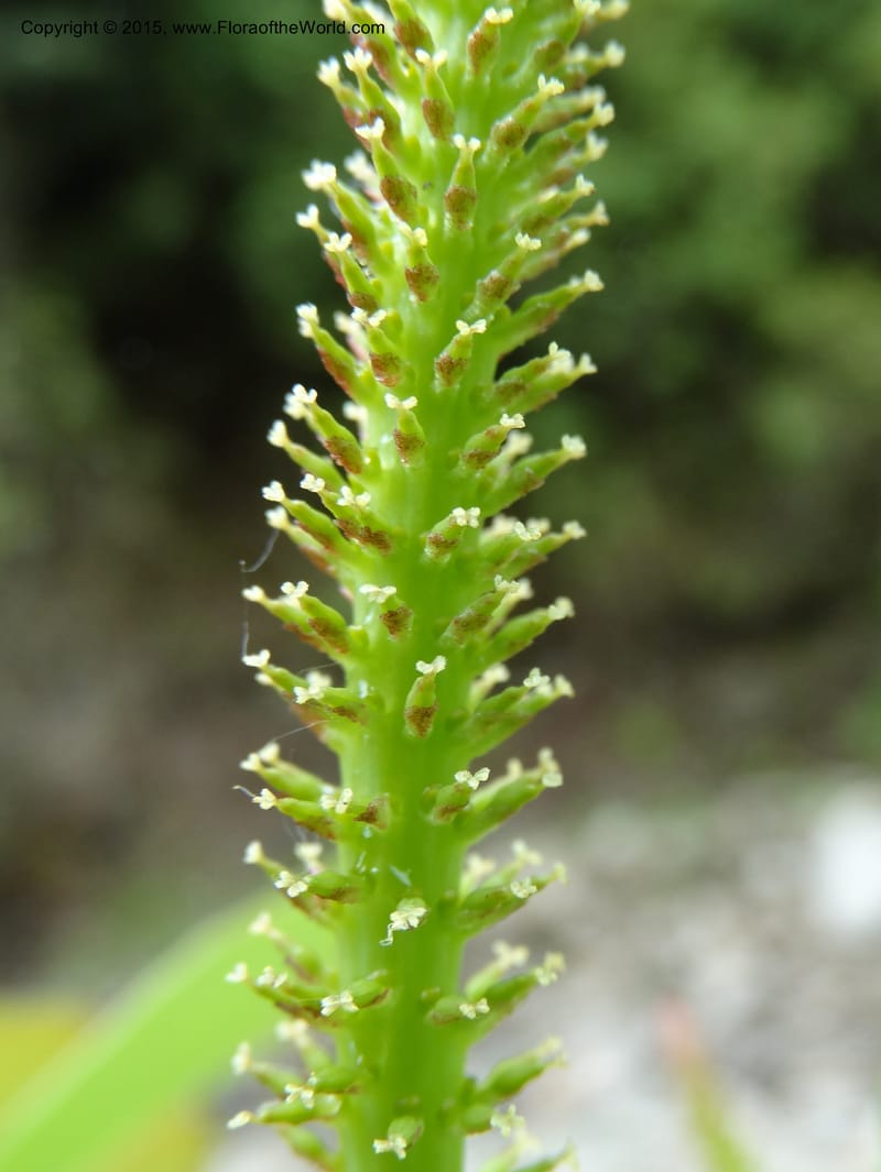 Salix, Boufford, D 43739--China. Sichuan. XinZhaZi Gou. 14 May 2014. DSC06426 (40).JPG