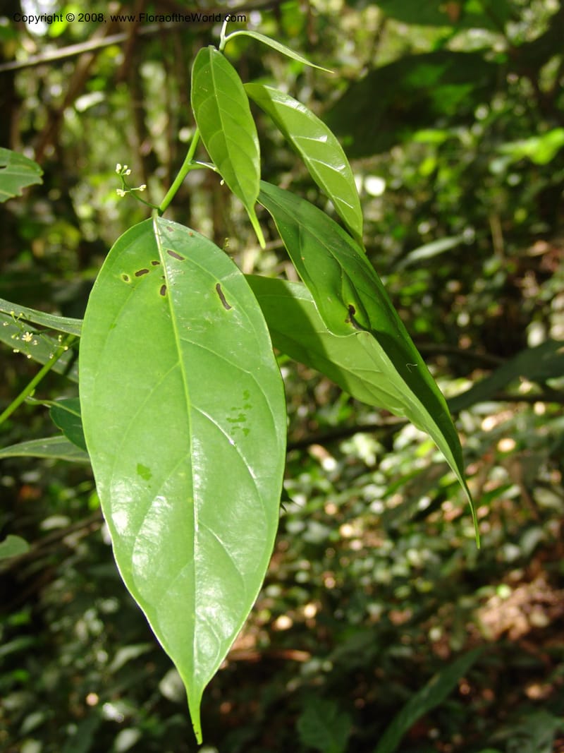 Ocotea, RVasquez33045--Peru. Pillcopata. Qbda Sachavacayoc. 29 Oct 07. 050.jpg