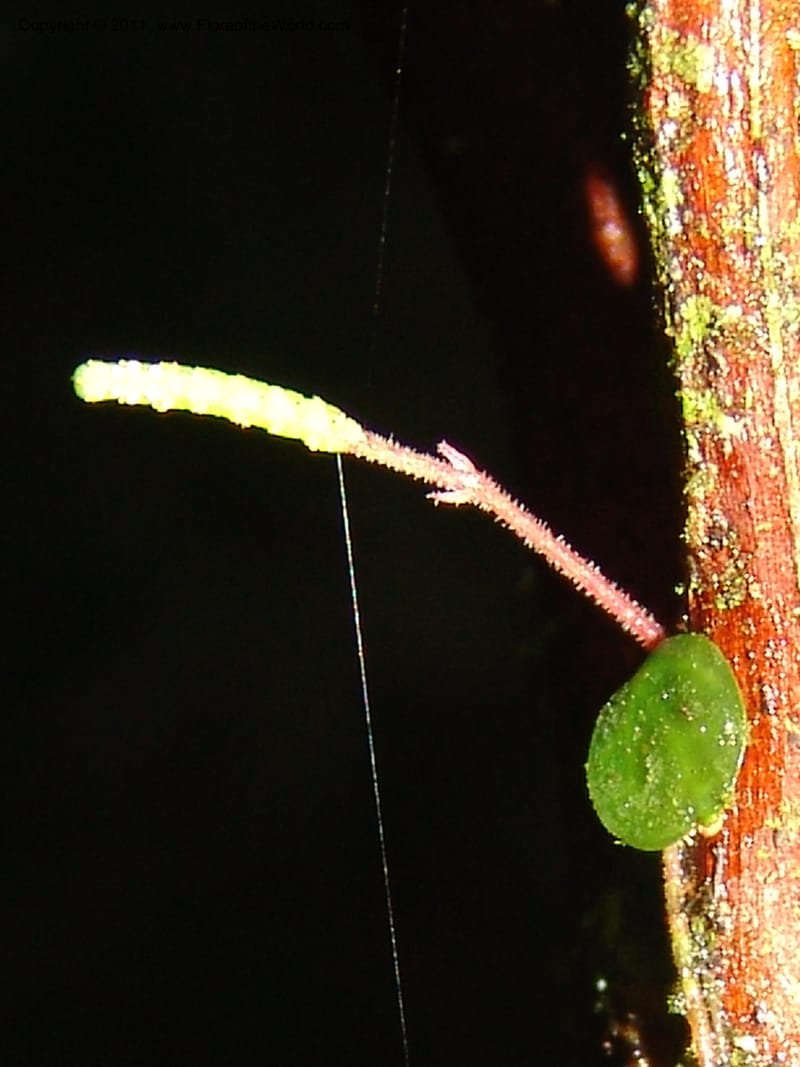 Peperomia delicatula, A Araujo M 3094--Bolivia. Pq. Nal. Madidi. Chalalan, Sendero sin nombre. 24 Sep 06. 423 (3).jpg