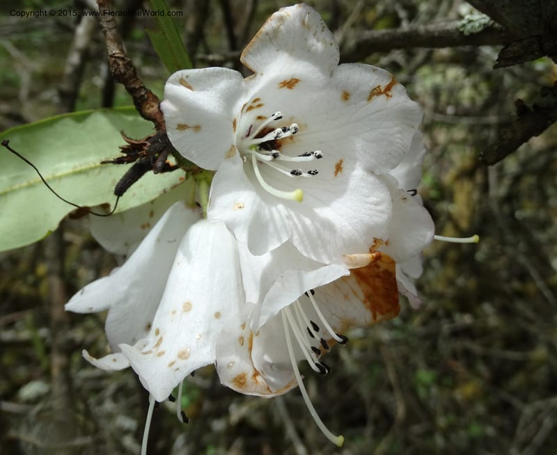 Rhododendron, Boufford, D 43643--China. Sichuan. XiaYingShan to XiangZhai. 10 May 2014. DSC05109 (146).JPG