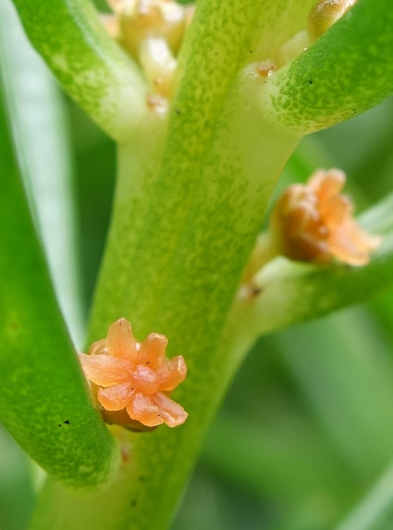 Gyrostemon sheathii, Davidson, C 13516--Australia. W.A. Torndirrup N.P. Frenchman Bay Rd. 30 Oct 2016. DSC06898 (53).JPG