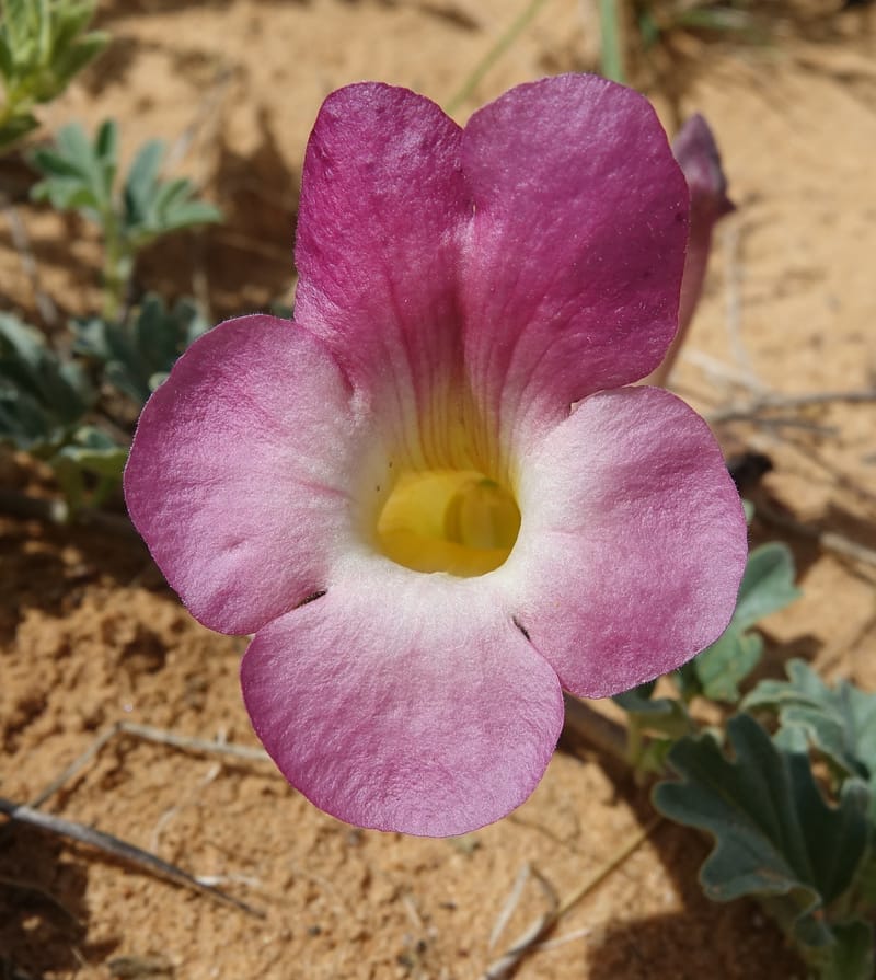 Harpagophytum procumbems, L. Nanyeni 1250--Namibia. Eningu Clayhouse Lodge, no. 2. 27 Mar 2018. DSC03756 (39).JPG