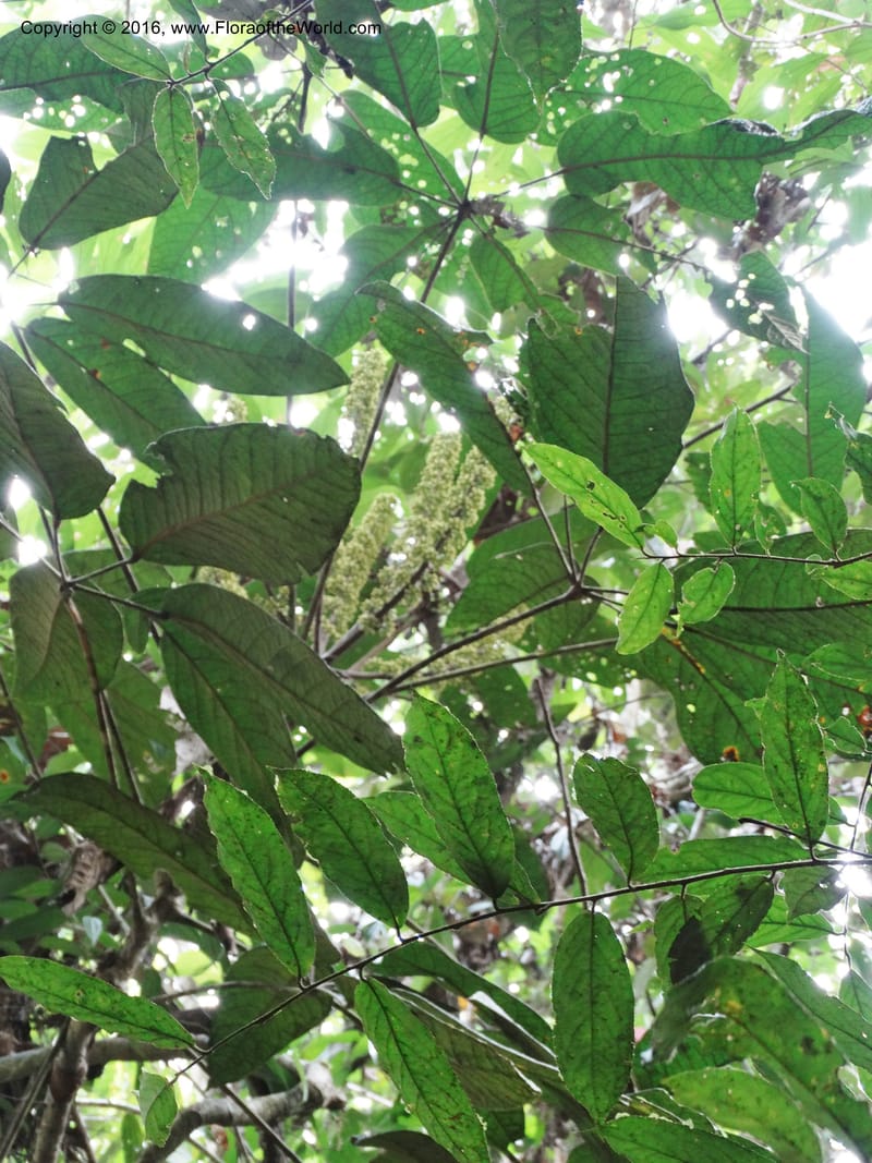Schefflera, Davidson, C 12674--Sabah. Danum Valley. 4 Oct 2014. DSC01741 (193).JPG