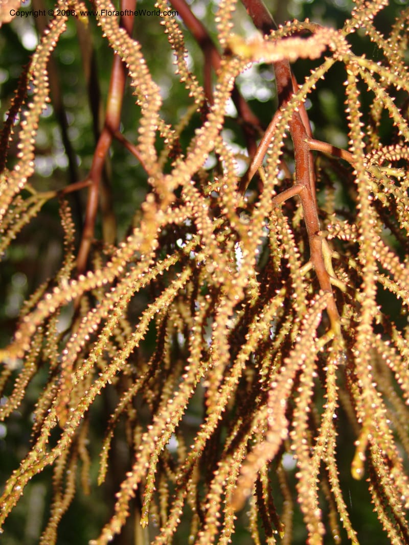 Geonoma macrostachys, AAraujoM3078--Bolivia. Pq. Nal. Madidi. Chalalan, Sendero Wichi. 24 Sep 06. 185.jpg