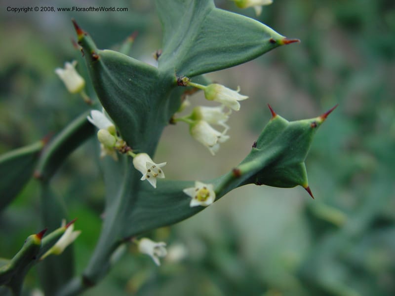 Colletia paradoxa. 49. 2020--CA. UC Berkeley Bot. Gard. 11 Feb 03. 132.jpg