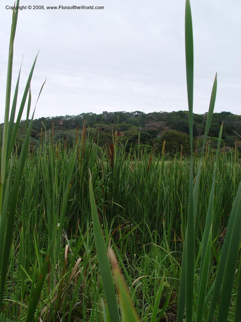 Typha capensis--So. Africa. Durban. Zimbali Golf Estates. 3 Oct 03. 005.jpg