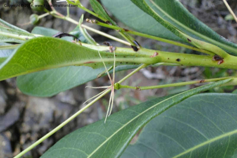 Cleidion, J. Munzinger 65 81--New Caledonia. Mine St. Louis Boulinda. 18 Feb 2011. 116 (8).jpg