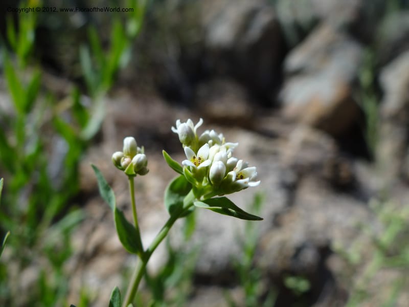 Comandra umbellata, Davidson, C 11942--AZ. Yavapai Co. Crown King Rd. 7 May 2012. DSC0894 1 (121).JPG