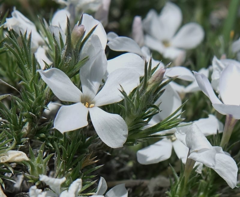 Phlox hoodii, C. Davidson 13543--ID. Blaine Co. Rock Creek Preserve. TNC. 13 May 2017. DSC00171 (45).JPG