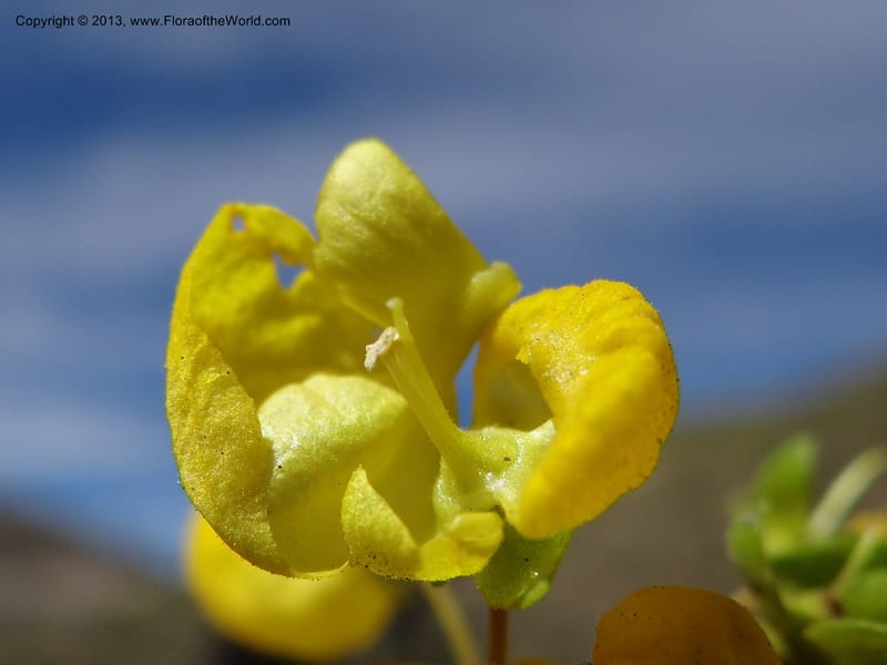Calceolaria biflora, WDS 34183--Chile. Cta. 115. La Laguna. 22 Feb 2013. DSC02595 (121).JPG