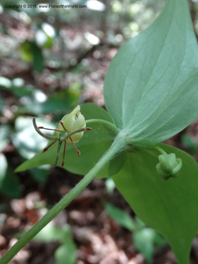 Mediola virginiana, Davidson, C 12947--North Carolina. Trans. Co. W Cradle of For. 11 May 2015. DSC03837 (58).JPG