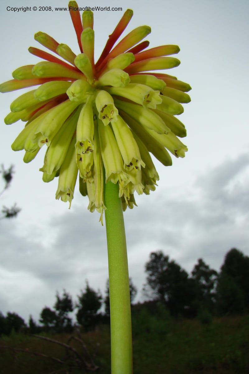 Kniphofia bequaertii, WKindeketa3032--Tanz. Makete Distr. Kitulo Nat. Pk. 25 Jan 08. 074.jpg