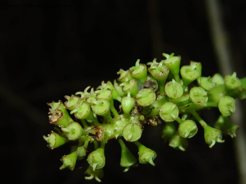 Cussonia thyrsiflora--So.Africa. E. Cape. Maitland Nat.Res. 5 Mch 05. 077.jpg