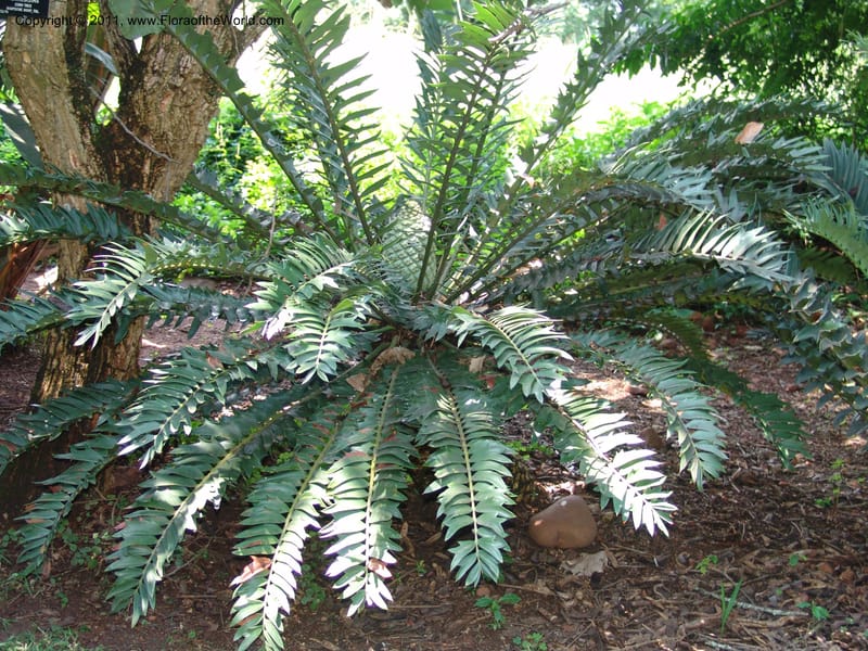 Encephalartos arenarius--So.Africa. Lowveld Nat. Bot. Gard. 14 Mch 05. 336.jpg