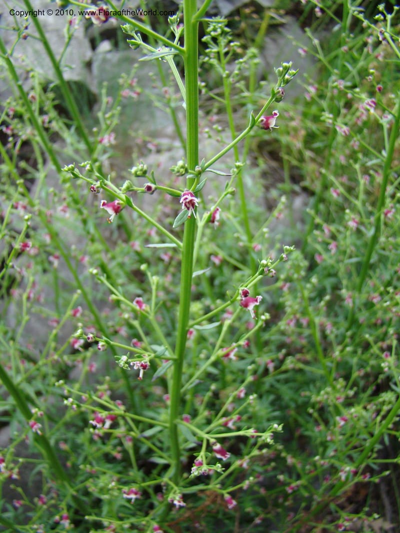 Scrophularia canina, C.Davidson 11175--Slovenia, Notranjska Region, 2 km W of Skocjan on Rd. 301, 16 May 2008.030 (6).jpg