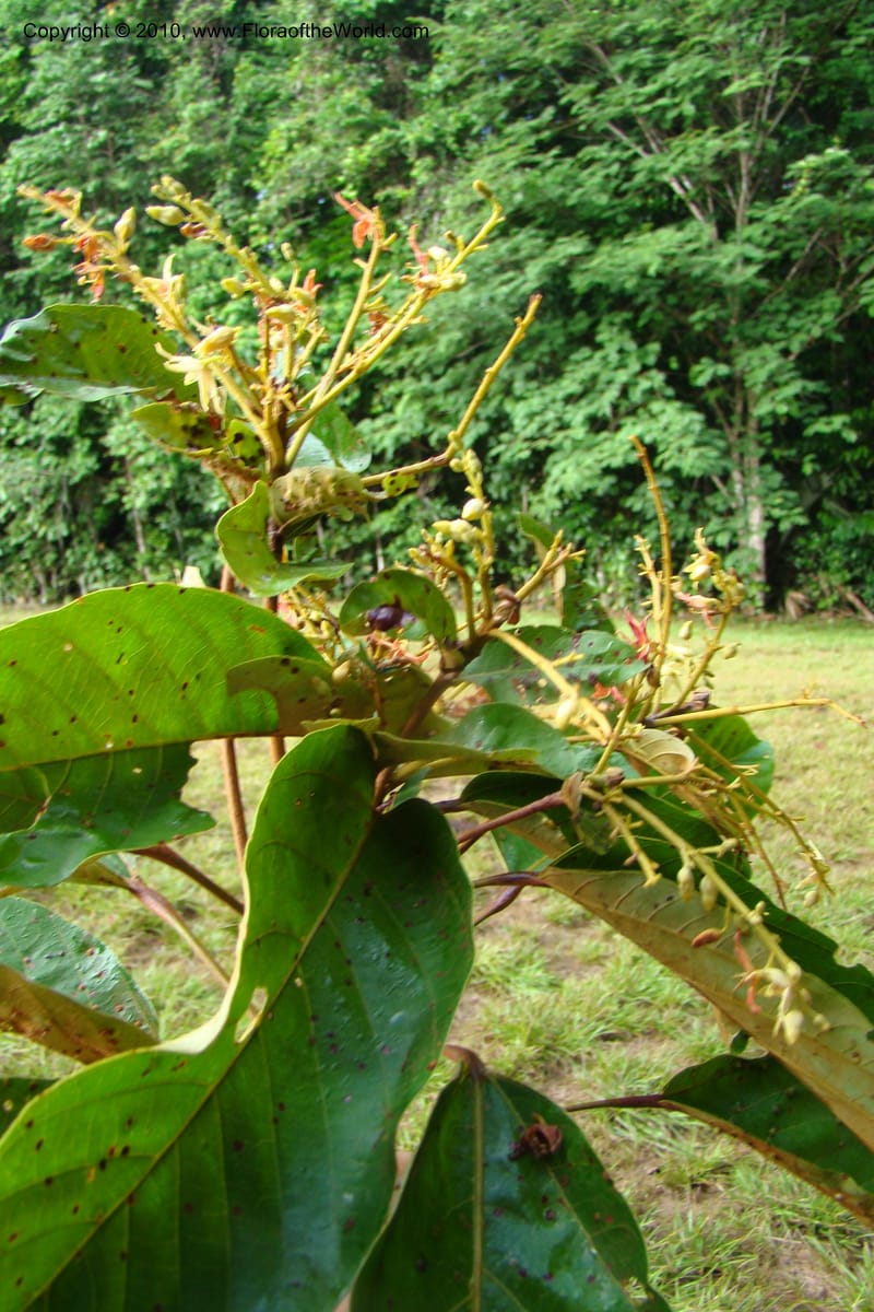 Sterculia villifera, Mori, 27339--French Guiana. Les Nouragues Station. 27 Oct 09. 022.jpg