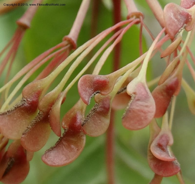 Euptelea pleiosperma, Boufford, D 43587--China. Sichuan. Tudiling Tunnel. 6 May 2014. DSC03860 (128).JPG