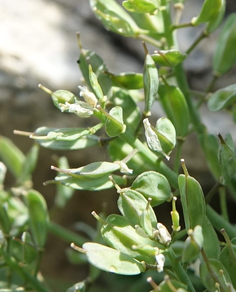 Noccaea fendleri subsp. idahoense, C. Davidson 13715--ID. Boise Co. Scott Mtn. L.O. rd. 15 July 2017. DSC03279 (143).JPG
