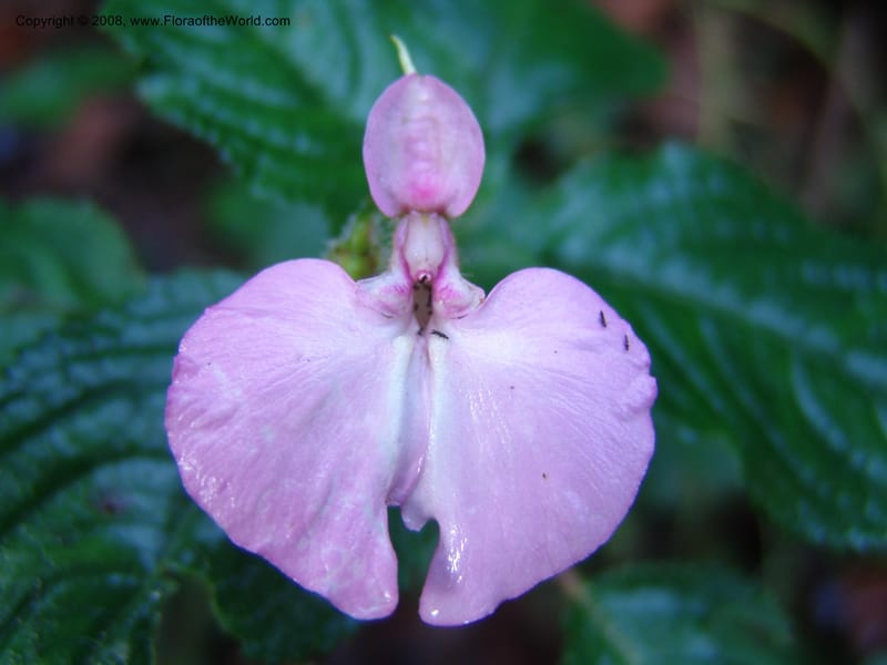 Impatiens--Kenya. Kakamega Forest. Rondo Retreat Ctr. 8 Jul 04. 042.jpg